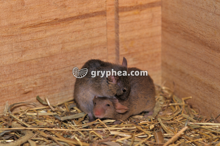 Souris - mâle et femelle - gryphea.com